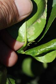              Petiole (Riverside, CA)       