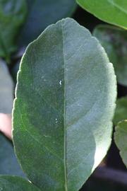              Margin (Riverside, CA)       