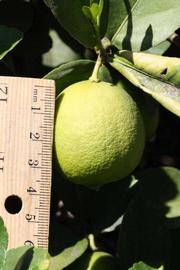              Immature fruit (Riverside, CA)       