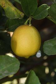            Fruit of  Citrus aurantifolia          (Castelo, Riverside,   CA)   