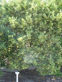              Habit (Winter Haven, FL)       