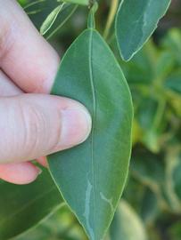            Unifoliolate leaf (Winter Haven, FL)   