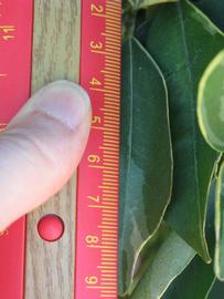            Unifoliolate leaf (Winter Haven, FL)   