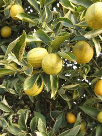              Fruit (Winter Haven, FL)       