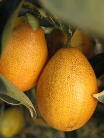              Fruit (Winter Haven, FL)       