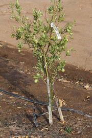              Habit (Riverside, CA)       