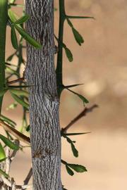              Second - third year twig and thorns (Riverside,   CA)       