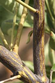              Second - third year twig (Riverside,   CA)       