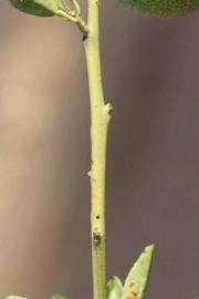              First year twig (Riverside, CA)       