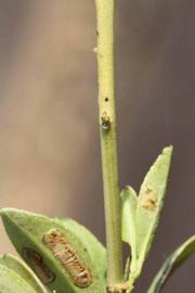              First year twig (Riverside, CA)       