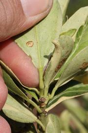              Petiole (Riverside, CA)       