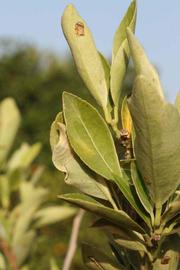            Unifoliolate leaf of  Fortunella margarita             (Centennial Variegated,   Riverside, CA)   