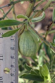              Immature fruit (Riverside, CA)       