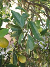            Shade leaves (Winter Haven, FL)   