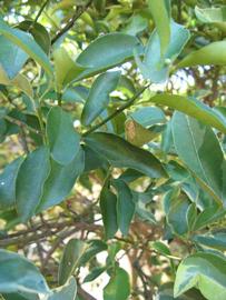            Shade leaves (Winter Haven, FL)   