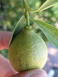              Fruit (Winter Haven, FL)       