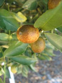              Fruit (Winter Haven, FL)       