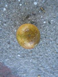              Fruit (Winter Haven, FL)       