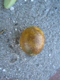              Fruit (Winter Haven, FL)       