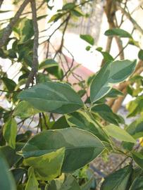            Shade leaves (Winter Haven, FL)   