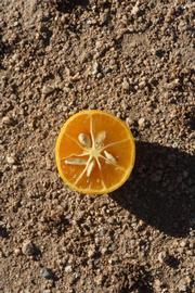              Fruit cross-section (Winter Haven, FL)       