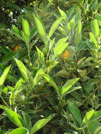              Sun leaves (Winter Haven, FL)       