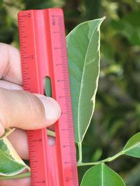            Unifoliolate leaf (Winter Haven, FL)   