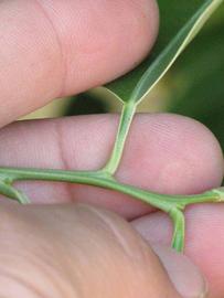              Petiole (Winter Haven, FL)       