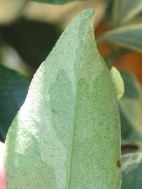              Margin (Winter Haven, FL)       