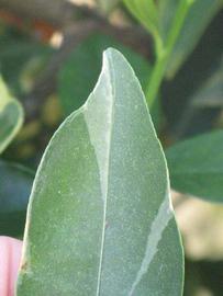              Margin (Winter Haven, FL)       