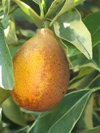              Fruit (Winter Haven, FL)       