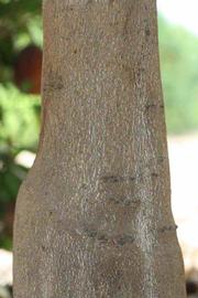              Bark (Riverside, CA)       