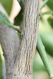              Second - third year twig (Riverside,   CA)       