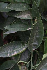              Shade leaves (Riverside, CA)       