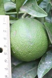              Immature fruit (Riverside, CA)       