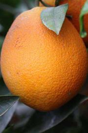             Fruit (Riverside, CA)       