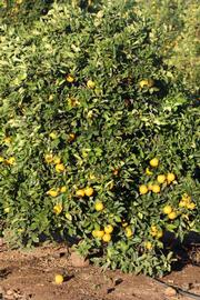            Habit (Riverside, CA)   