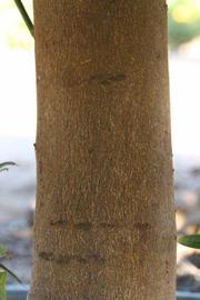              Bark (Riverside, CA)       