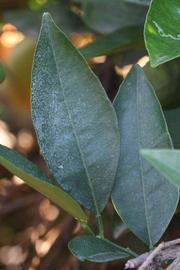            Unifoliolate leaf (Riverside, CA)   
