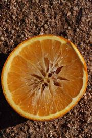              Fruit cross-section (Riverside, CA)       