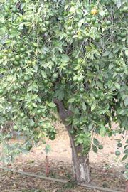              Habit (Riverside, CA)       