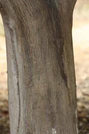              Bark (Riverside, CA)       