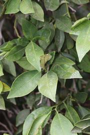              Sun leaves (Riverside, CA)       