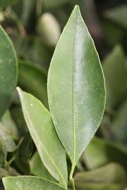            Unifoliolate leaf (Riverside, CA)   