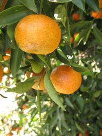              Fruit (Winter Haven, FL)       