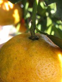              Fruit (Winter Haven, FL)       