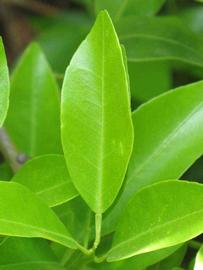            Unifoliolate leaf (Riverside, CA)   