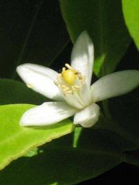              Flower (Riverside, CA)       