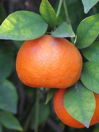              Fruit (Riverside, CA)       