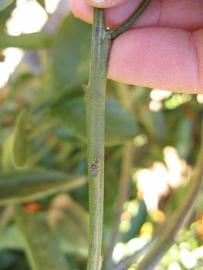              First year twig (Winter Haven, FL)       